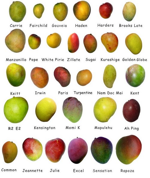 Types-of-Mango.jpg