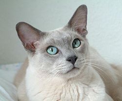 Фото к статье Тонкинская кошка 2.JPG