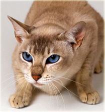 Фото к статье Тонкинская кошка 3.jpg