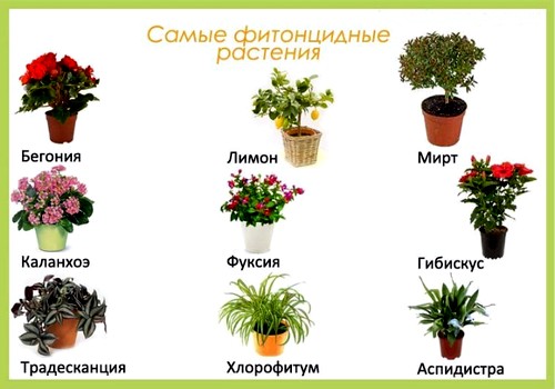 Plants .jpg