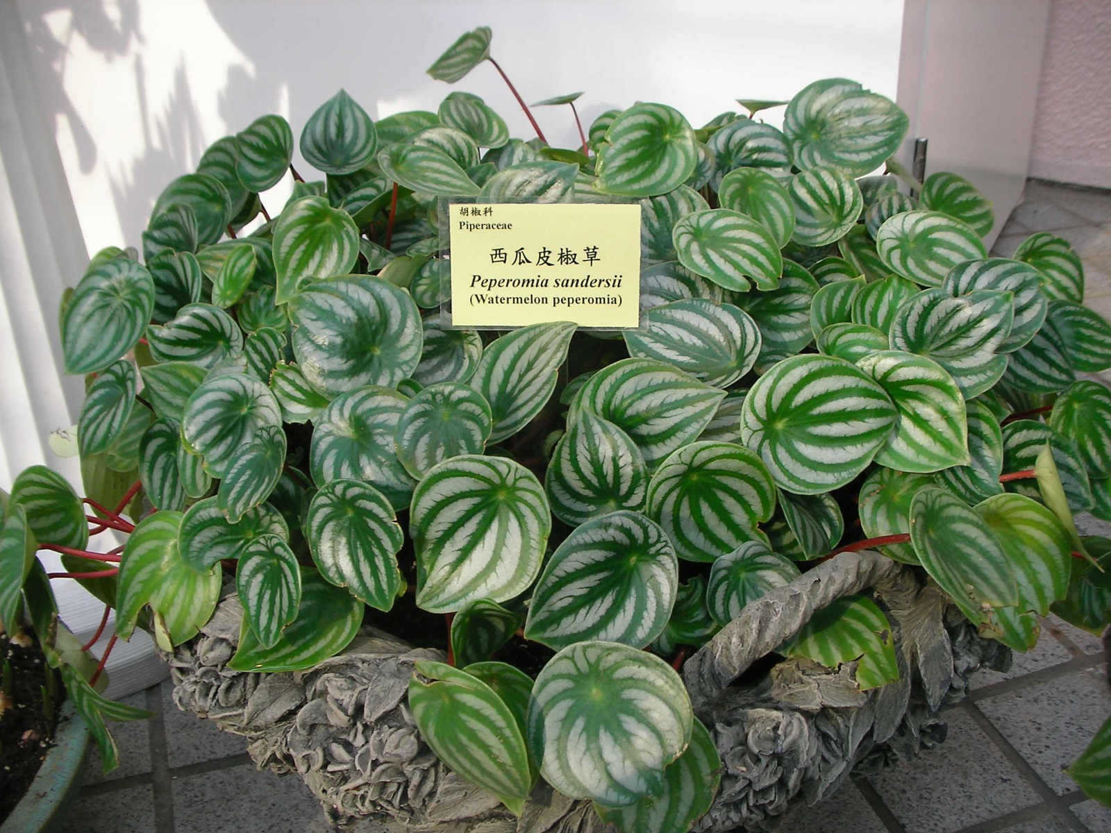 Пеперомия Сандерса (Peperomia sandersii)