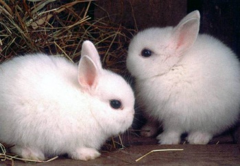 Фото к статье Ангорский кролик 1.jpg