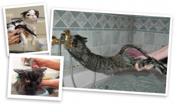 Фото к статье Как правильно купать кошку 5.jpg