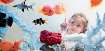 Фото к статье Ребенок и аквариум 4.jpg