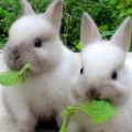 Фото к статье болезни карликовых кроликов 2.jpg
