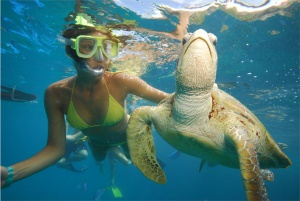 1 snorkel-diving-with-turtle.jpg