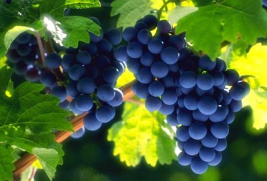 Dark grapes.jpg