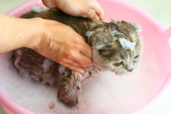 Фото к статье Как правильно купать кошку 2.jpg