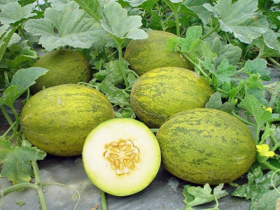 Melona1.jpg