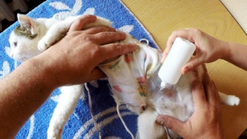 Фото к статье Как ухаживать за кошкой после стерилизации 4.jpg