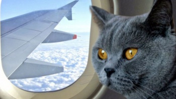 Фото к статье Путешествие с кошкой на самолете 1.jpg