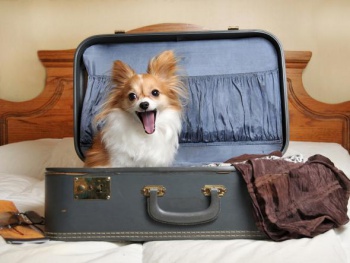 Фото к статье Как путешествовать с домашними животными 5.jpg