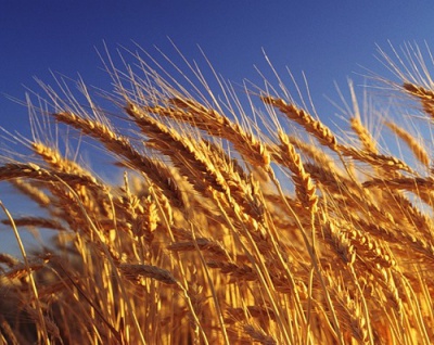 Пшеница1.jpg