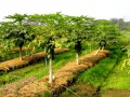 -farm-papaya.jpg