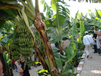 Фото к статье Банановый остров в Луксоре 3.jpg